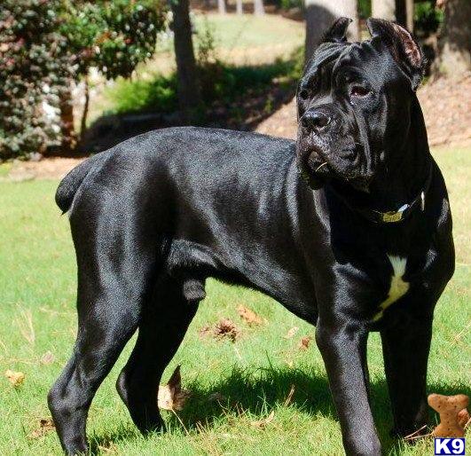 Cane Corso Stud Dog Nero 12 Years old